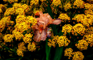 Wall mural with flowers.  Background for the computer desktop.  Wallpaper for iPhone with flowers.  Plants and flowers.  Nature