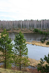 Trees on the river bank