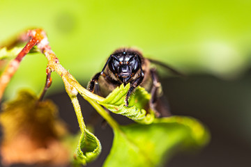 Wasp is resting on a green leaf
