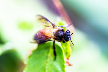Wasp is resting on a green leaf