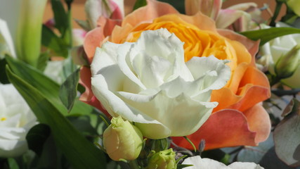 Close-up to an amazing fresh orange peony and white rose. Spring time. Vibrant color