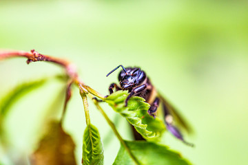 Wasp is resting on a green leaf