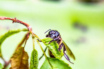 Wasp is resting on a green leaf