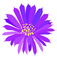 Obraz premium pink cactus flower isolated White background