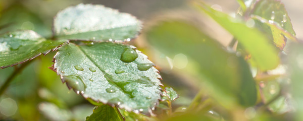 Macro. Water drop on grass blade in the morning glow in the sun. Beautiful leaf texture in nature background. Nature springtime panorama. Copy space banner.