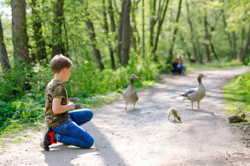 Adorable little school kid boy feeding wild geese family in a forest park. Happy child having fun with observing birds and nature