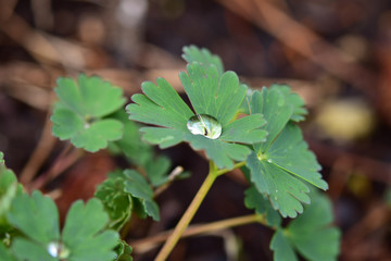 オダマキの葉に溜まる水滴