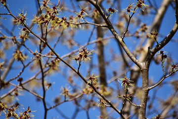 細いマンサクの花と青空