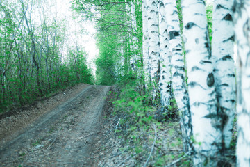 Beautiful birch trees along a country road