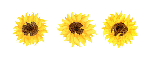  Set of yellow sunflower flowers on a white background. Botanical watercolor illustration. Clipart for the design of invitations and cards.