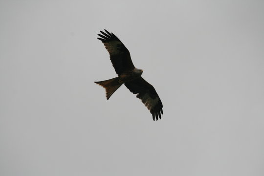 Milan , Rotmilan , Milvus milvus , Gabelweihe , K&ouml;nigsweihe - im Flug 