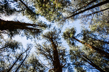 Pine Forest near Ooty pykara tamilnadu India.  Pine Tree Forests boasts of a good collection of orderly planted pine trees

