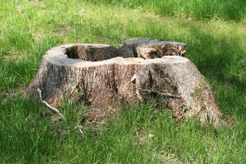 hohler Baumstumpf