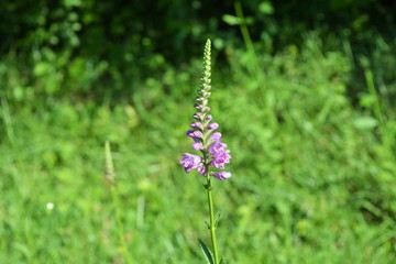 Beautiful flower on a daily walk