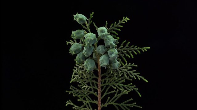 Green sprig of thuja rotate on a black background