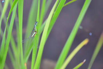 blue dragonfly on a green leaf