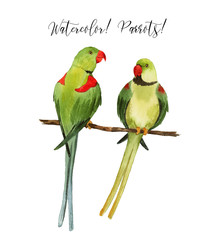 Set with beautiful watercolor parrots. Tropics. Realistic tropical birds. Parrots. White background. - 347699942