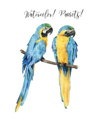 Set with beautiful watercolor parrots. Tropics. Realistic tropical birds. Parrots. White background. - 347699999