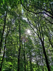 Wonderful day in the forest.