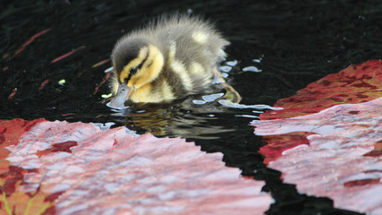duckling in a pond
