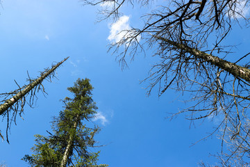 tree branches against bright blue spring sky