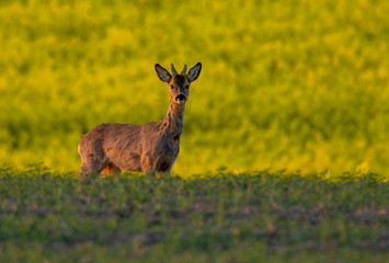 Naklejka na ściany i meble male deer in a field in the evening light