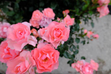 透き通るように美しいピンク色の薔薇