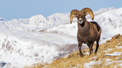 Big-horn sheep at a run