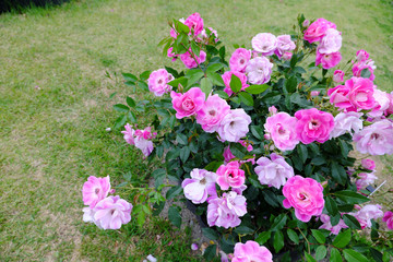 芝生に可愛く咲いたピンク色の薔薇