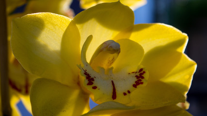 Backlit yellow orchids
