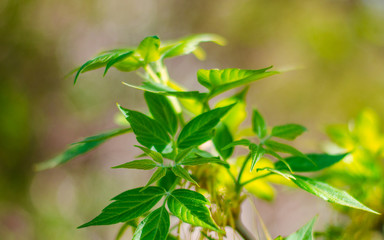 New birch leaves in spring .Green leaves and buds on a birch branch.