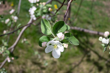 photo of apple blossom close up in spring