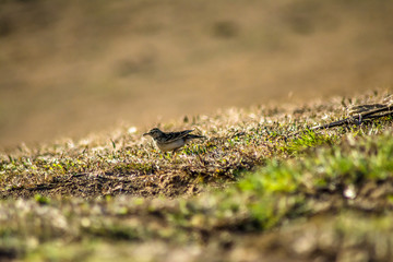 sparrow bird playing in green grass of ooty garden
