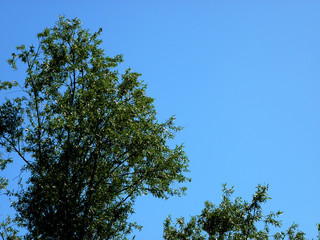 Trees on the river Bank in Siberia