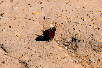 the butterfly on the ground