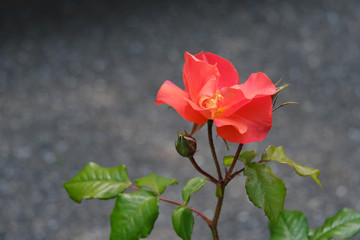 赤色の花びらが美しい薔薇