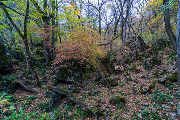 Autumn forest. Trees in the autumn forest.