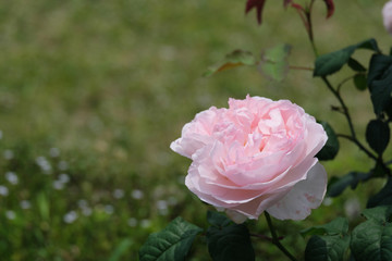 ピンク色の優しい薔薇