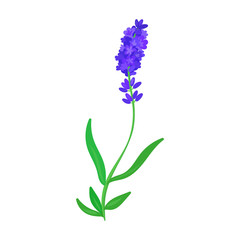 Obraz premium Lavender vector icon.Cartoon vector icon isolated on white background lavender.