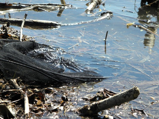 Riverbank in spring 2020 in the Park