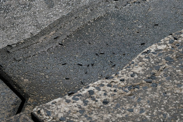 動きの速いたくさんのフナムシ