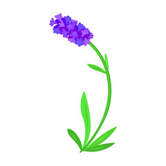 Lavender vector icon.Cartoon vector icon isolated on white background lavender.