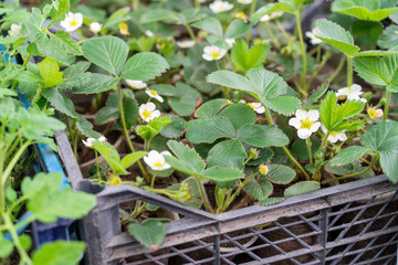 Young plants of strawberries in the box for planting. The concept of harvest, gardening, home garden.
