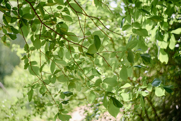 Fresh green leaves and bright sun background, copy space. Nature background. Leaf texture background. Sunlight