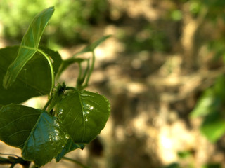 Tree leaves close up in the Park in spring