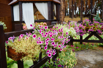 Fototapeta na wymiar Flower pot with pink petunia flowers in the yard, copy space