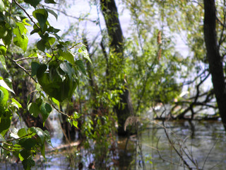 spring water rise on the Bank of the Siberian river