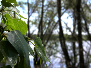 Landscape in spring on the river Bank