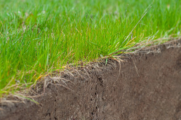 A simple photograph illustrating the arrangement of the lawn underground and soil quality.