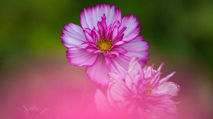 pink flower behind a pink haze